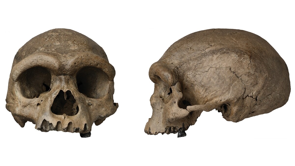 There once lived a 'Dragon Man': Human skull found in China forces ...