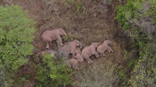 China's famed wandering elephants on the move again - Vimarsana News