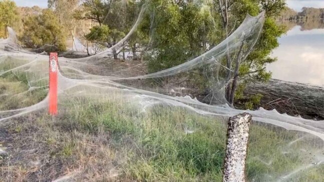 Australia's Victoria covered in giant spider webs after flooding | See photos, video
