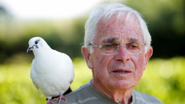 This 80-year-old French man’s constant companion is a white pigeon. Read their story here