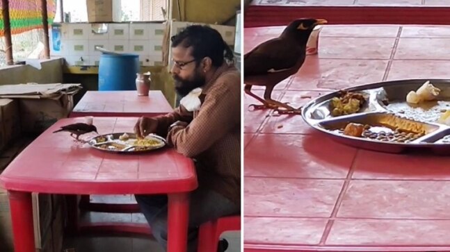 Man and bird share food from the same plate in viral video. Watch