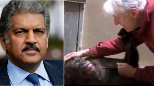 Anand Mahindra shares viral video of dying chimp and her old friend. Internet is teary-eyed
