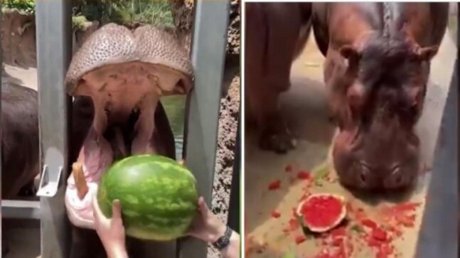 Hippo cracks open watermelon with one powerful bite in viral video. Watch
