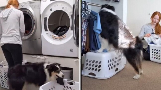 Pet dog helps hooman do her laundry in viral video. Internet is impressed