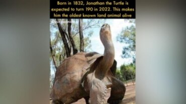 Fact Check This Is Not Jonathan The Tortoise World S Oldest Living Animal Fact Check News