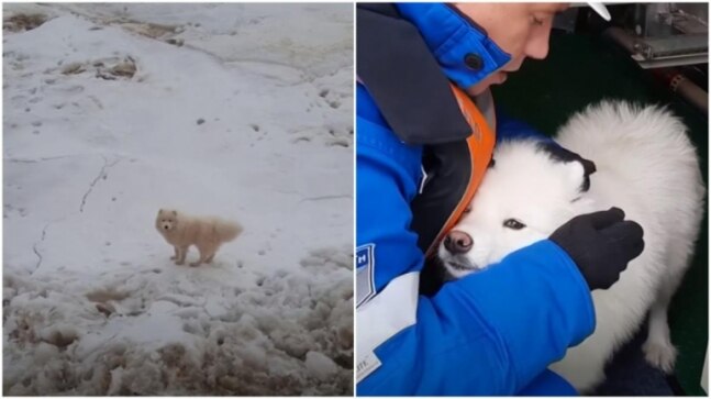 Russian sailors rescue dog stranded on floating ice in the Arctic. Watch video