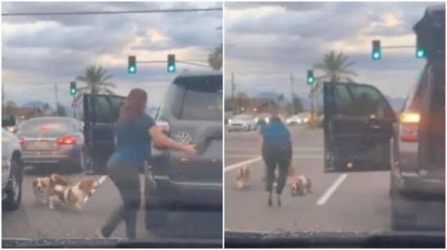 Woman rescues dogs wandering on busy street in viral video. You may cry happy tears