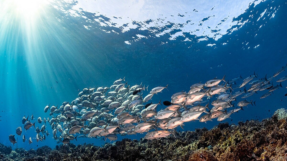 World Oceans Day 21 Theme History How To Register Quotes And Images That You Can Share With Your Loved Ones Information News World Oceans Day 21 Theme History How To Register Quotes And Images That You Can Share With Your Loved Ones Information News