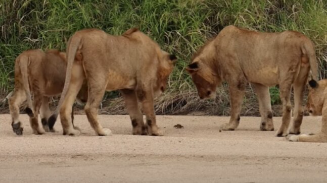 Five lions fascinated by a crab's movement in viral video. Watch