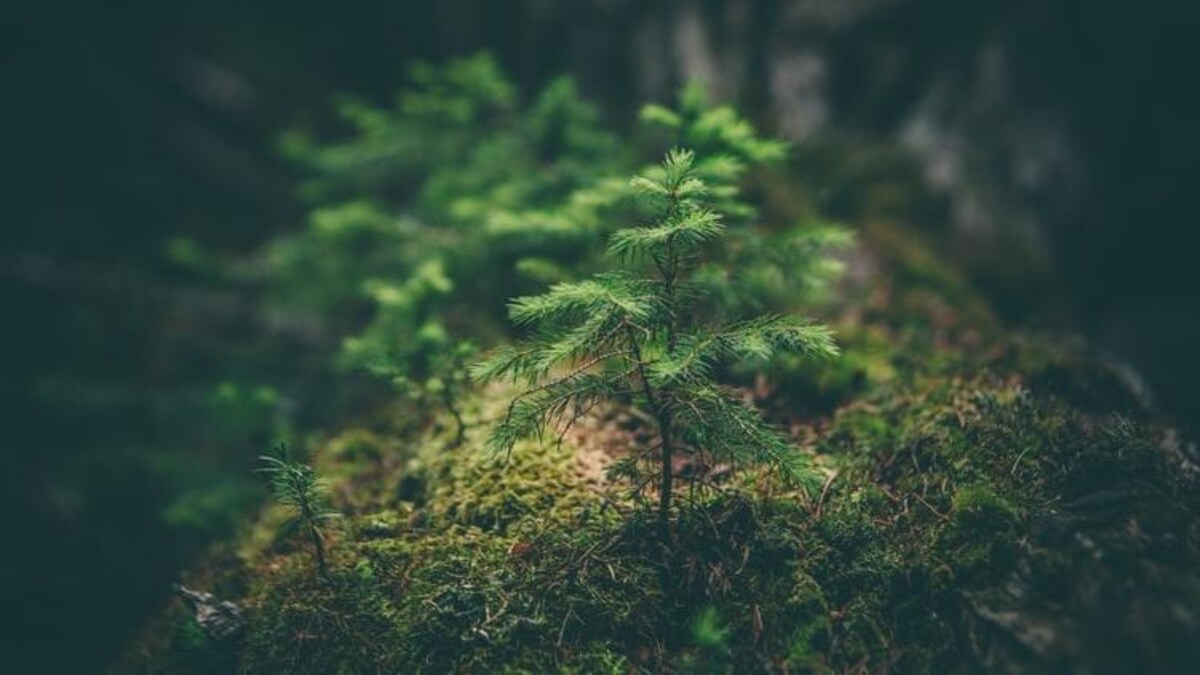 World Environment Day 21 Quotes That Inspire You To Conserve Earth S Habitat Information News World Environment Day 21 Quotes That Inspire You To Conserve Earth S Habitat Information News