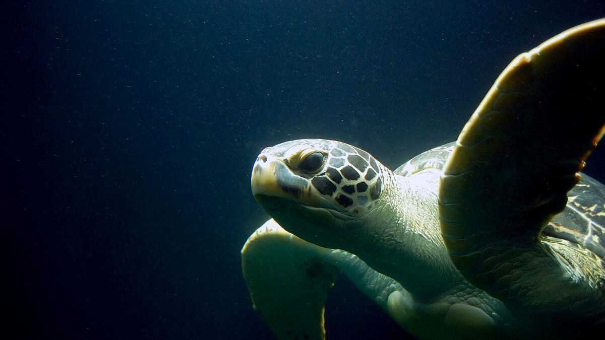 Sambutan world turtle day ditaja oleh