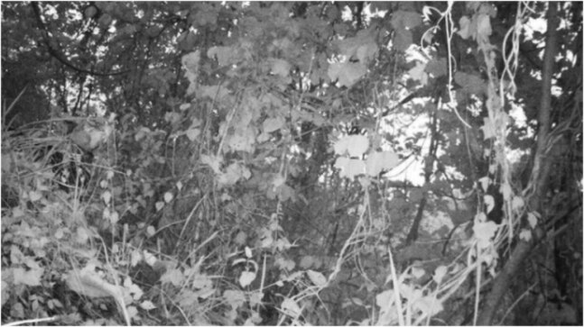 There is a tiger hiding in this viral historic image from Mizoram. Can you spot it?