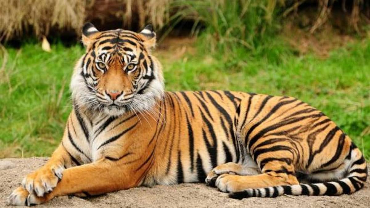 In Pics Chennai S Vandalur Zoo Home To Cute White Tiger Cubs The New Indian Express