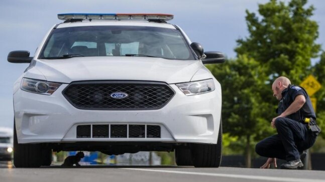 US cop rescues kitten from rush-hour traffic. See pics