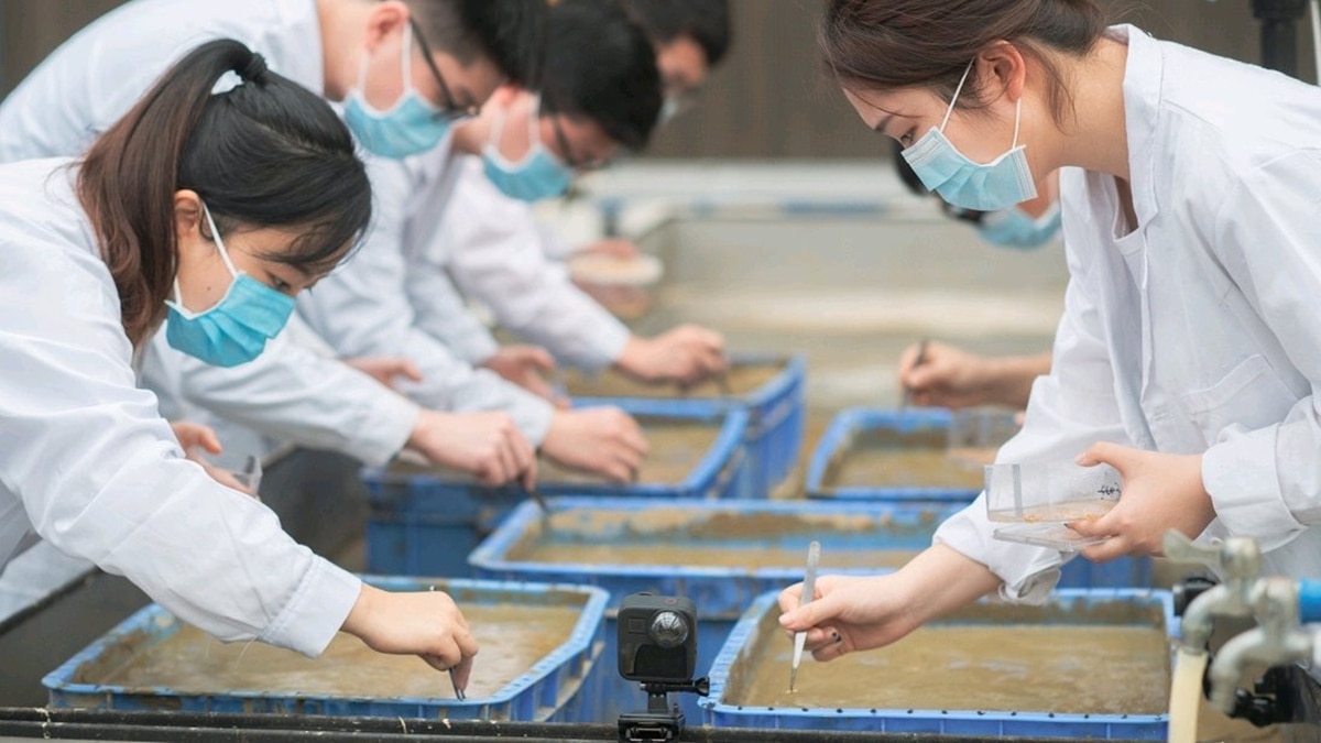 Rice from heaven: China harvests first batch of rice that returned from Moon last year