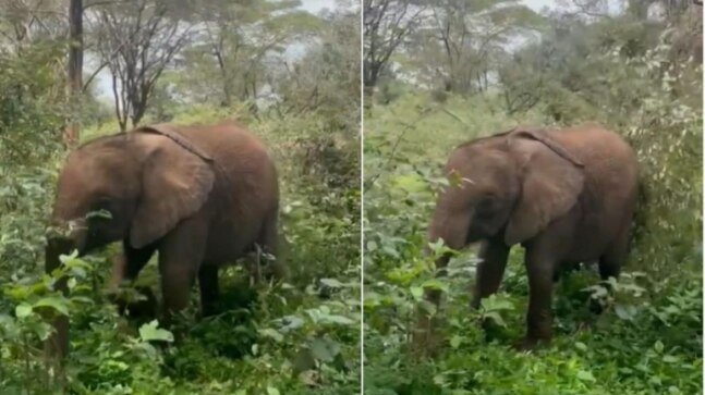 Baby elephant enjoys a snack in the forest in viral video. Watch