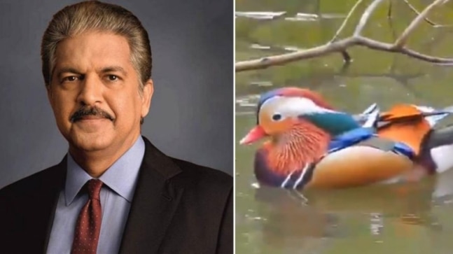 Anand Mahindra shares beautiful viral video of Mandarin Ducks spotted in Assam. Watch