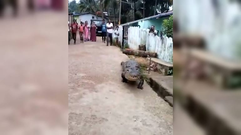 Karnataka: Crocodile strolls through the streets while the villagers watch in awe and fear