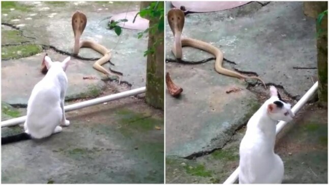 Pet cat stops cobra from entering house in viral videos from Odisha. What happened next
