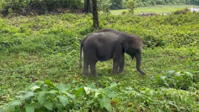 Elephant calf learns the art of choosing perfect grass in viral video. So cute, says Internet