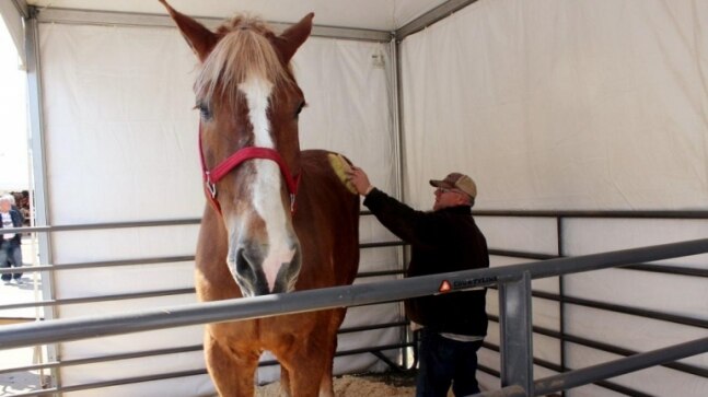 World's tallest horse, Big Jake, dies at 20 in US