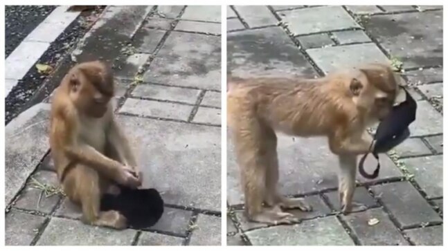 Monkey finds a mask, wears it wrong like humans in hilarious viral video. Watch