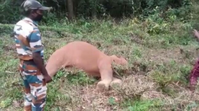 Tamil Nadu: 7-year-old male elephant dies of electrocution in Nilgiris