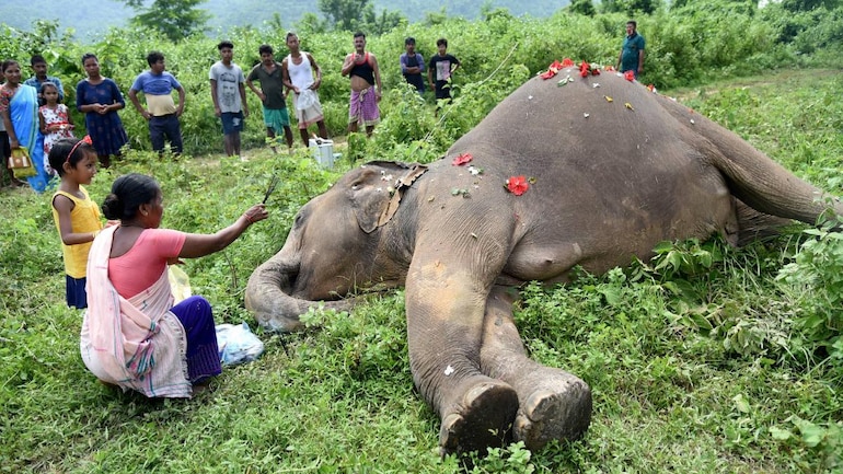 Why electrocution is becoming a leading cause of death for elephants in India - India Today Insight News