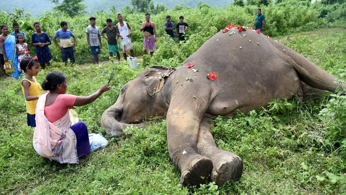 Forest dept launches AI-enabled system to prevent elephant deaths