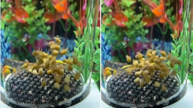 Have you ever seen fish on trampoline? Viral video with over 4 million views will leave you stunned