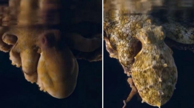 Mesmerising video of octopus changing colour in its sleep. Viral