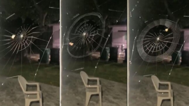 Ever seen a spider weaving its web? This incredible viral video will leave you amazed