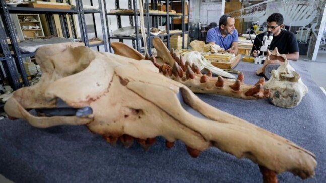 There was once a four-legged whale: 43 million-yr-old fossil reveals how species moved from land to sea - Vimarsana News