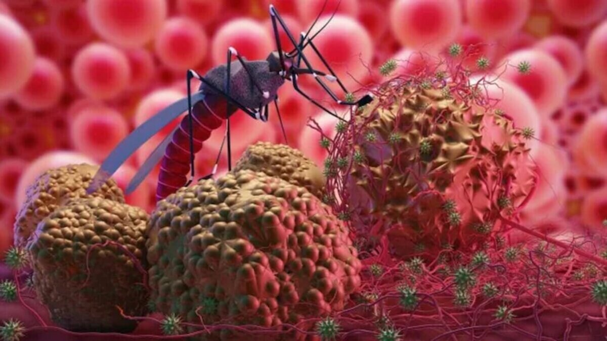 Dengue Fever Follow These 7 Effective Tips To Protect Yourself From Dengue Information News