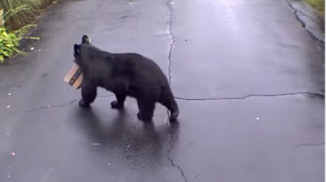 Bear caught stealing package from Connecticut porch. Watch viral video