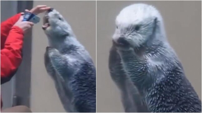 Woman checks sea otter’s temperature. Viral video divides the Internet