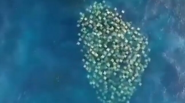 Drone footage of a group of stingrays swimming in ocean goes viral. Beautiful, says Internet