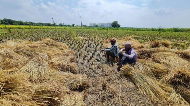 Do farmers want bio-decomposer sprayed in fields to prevent stubble burning in Delhi? | Ground Report