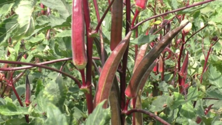 Ever Heard Of Red Bhindi This Kashi Lalima Ladyfinger Is More Nutritious Than Its Green Version India News Ever Heard Of Red Bhindi This Kashi Lalima Ladyfinger Is More Nutritious Than Its Green Version India News