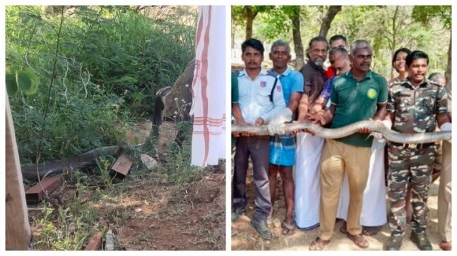 Zoho CEO’s close encounter with 12-feet-long king cobra goes viral on social media. Internet reacts