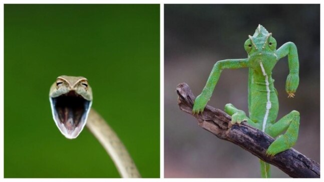 Comedy Wildlife Photography Awards 2021 announces finalists. Don’t miss viral pics