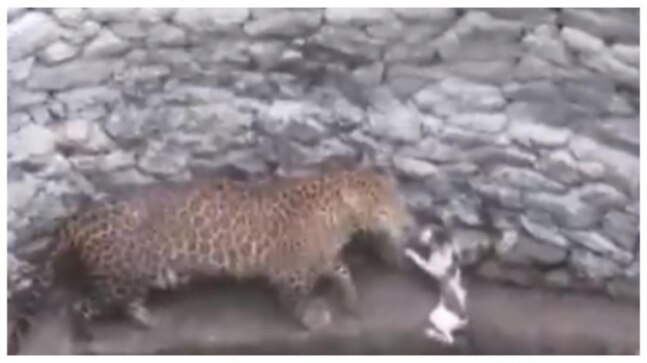 Leopard falls into well while chasing a cat. Viral video shows what happened next