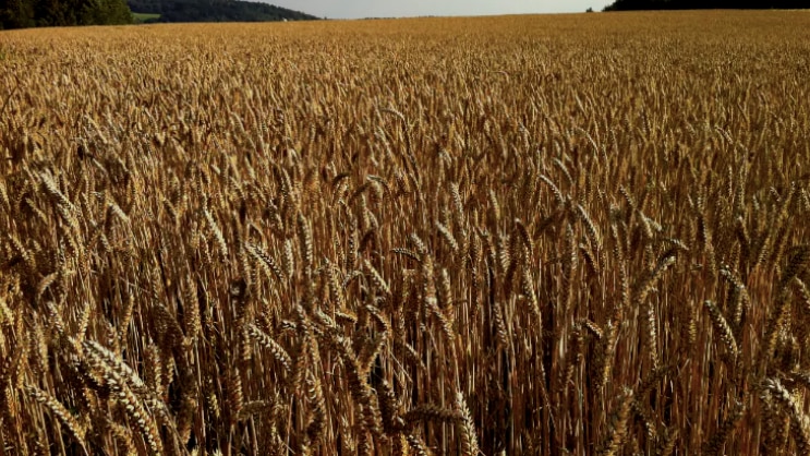 Govt hikes MSP for rabi crops, lowest hike for wheat in a decade - Business News