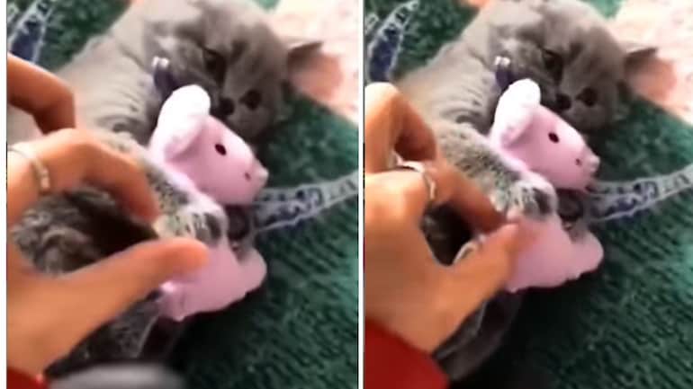 Hooman Tries To Snatch Away Cat S Soft Toy Its Reaction Is Now A Viral Video Trending News News Human Design September 15th 2022