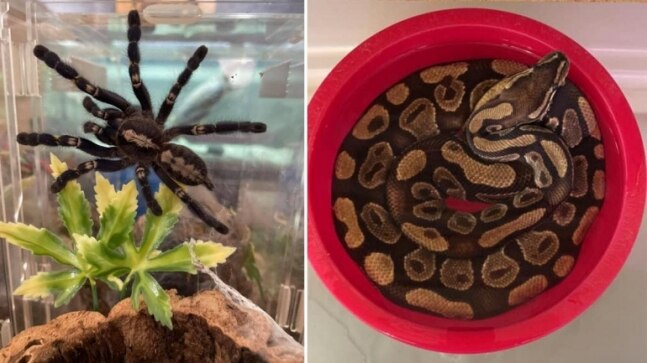 Landlord calls animal rescuer after tenant leaves behind 19 tarantulas, 1 python