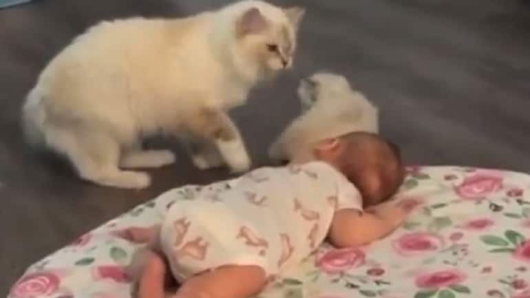 Mama Cat Introduces Kitten To Hooman Baby In Viral Video Precious Says Internet Trending News News Mama Cat Introduces Kitten To Hooman Baby In Viral Video Precious Says Internet Trending News News