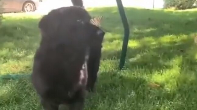 Dog plays with butterflies in viral video with over 1 million views. Watch
