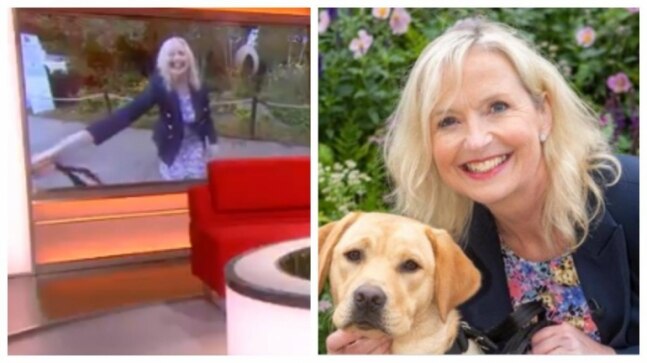 Energetic doggo drags down reporter on live TV. Internet reacts to hilarious viral video