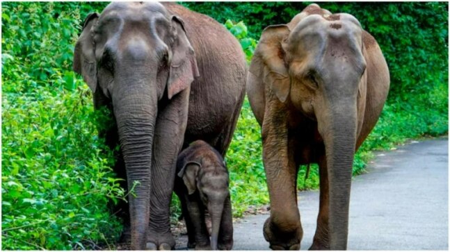 Chhattisgarh: Wild elephant tramples man to death; 11th such fatality in state in September