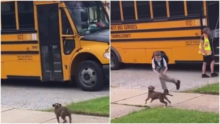 Dog waits at bus stop for its hooman to return from school. (Photos: Twitter) 